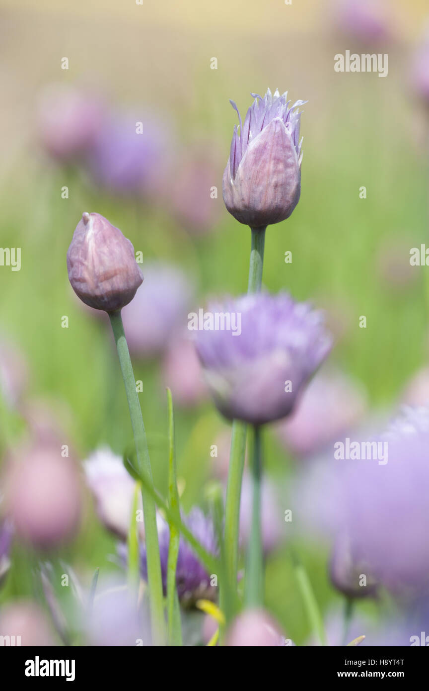 Erba cipollina, Allium schoenoprasum Foto Stock