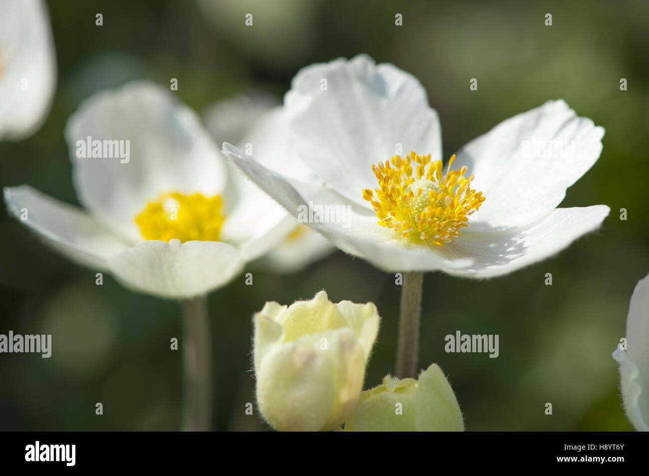 Snowdrop anemone, anemone sylvestris Foto Stock