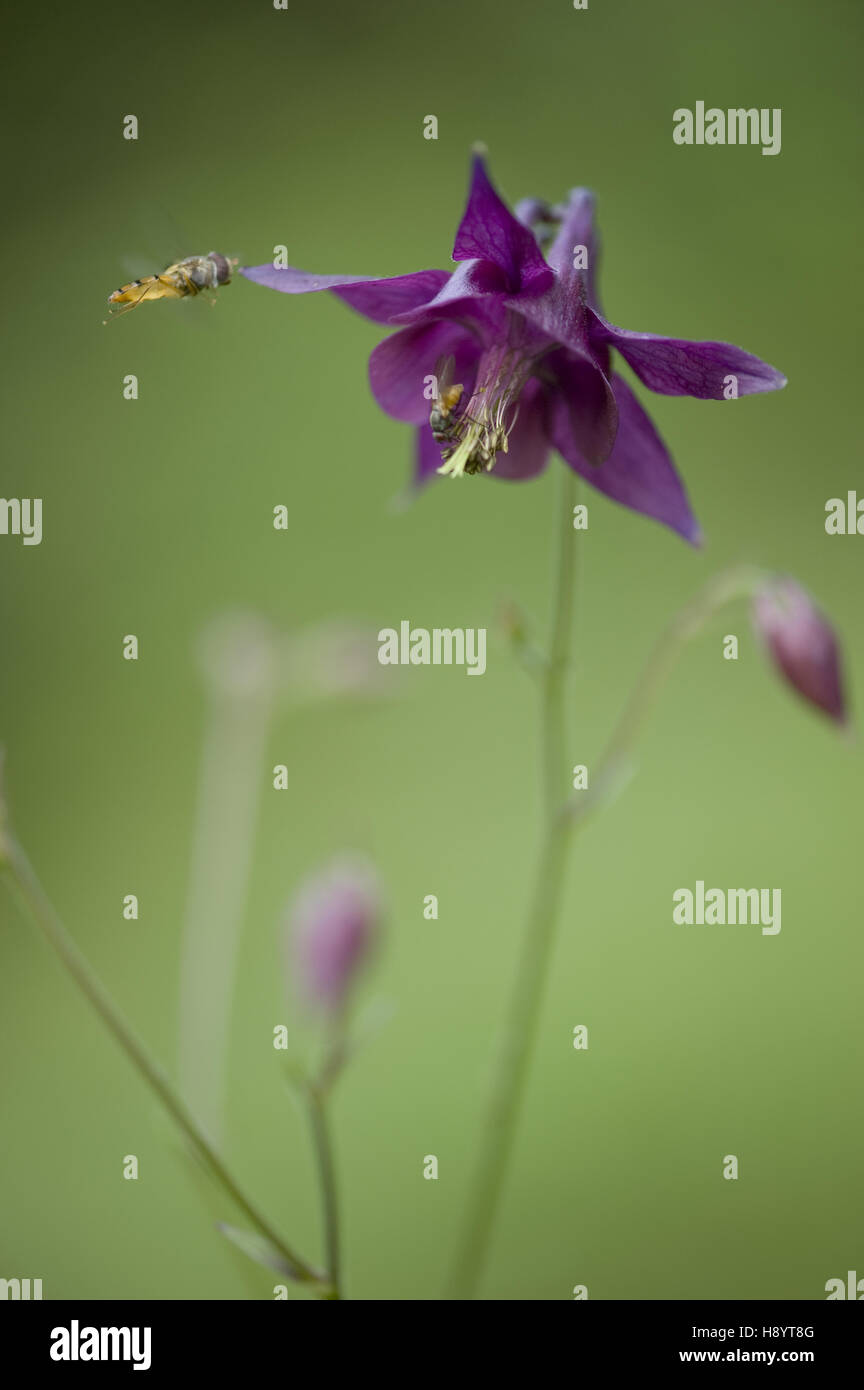 Aquilegia scura, aquilegia atrata Foto Stock