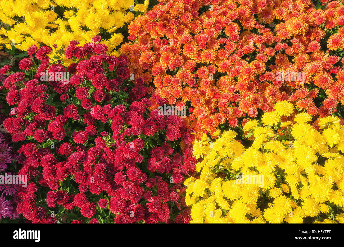 Colori d'Autunno mamme o crisantemo fiori Foto Stock