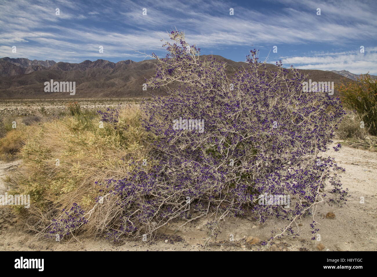 Schott's dalea o Indigo Bush, Psorothamnus schottii, in fiore nei Anza-Borrego, il Deserto Sonoran, California. Foto Stock