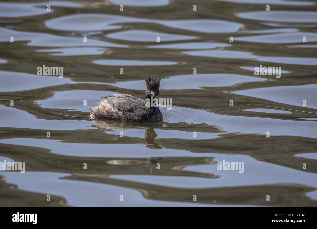 Nero a collo svasso, Podiceps nigricollis, in primavera, nel lago di acqua dolce; piumaggio di transizione. In California. Foto Stock