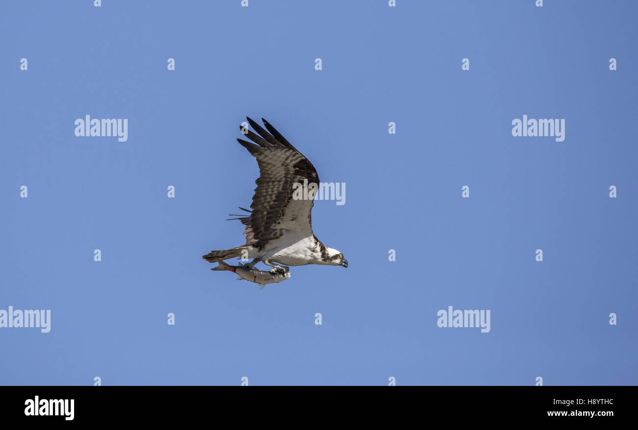 Osprey, Pandion haliaetus, in volo portando il pesce. L'inverno. Foto Stock