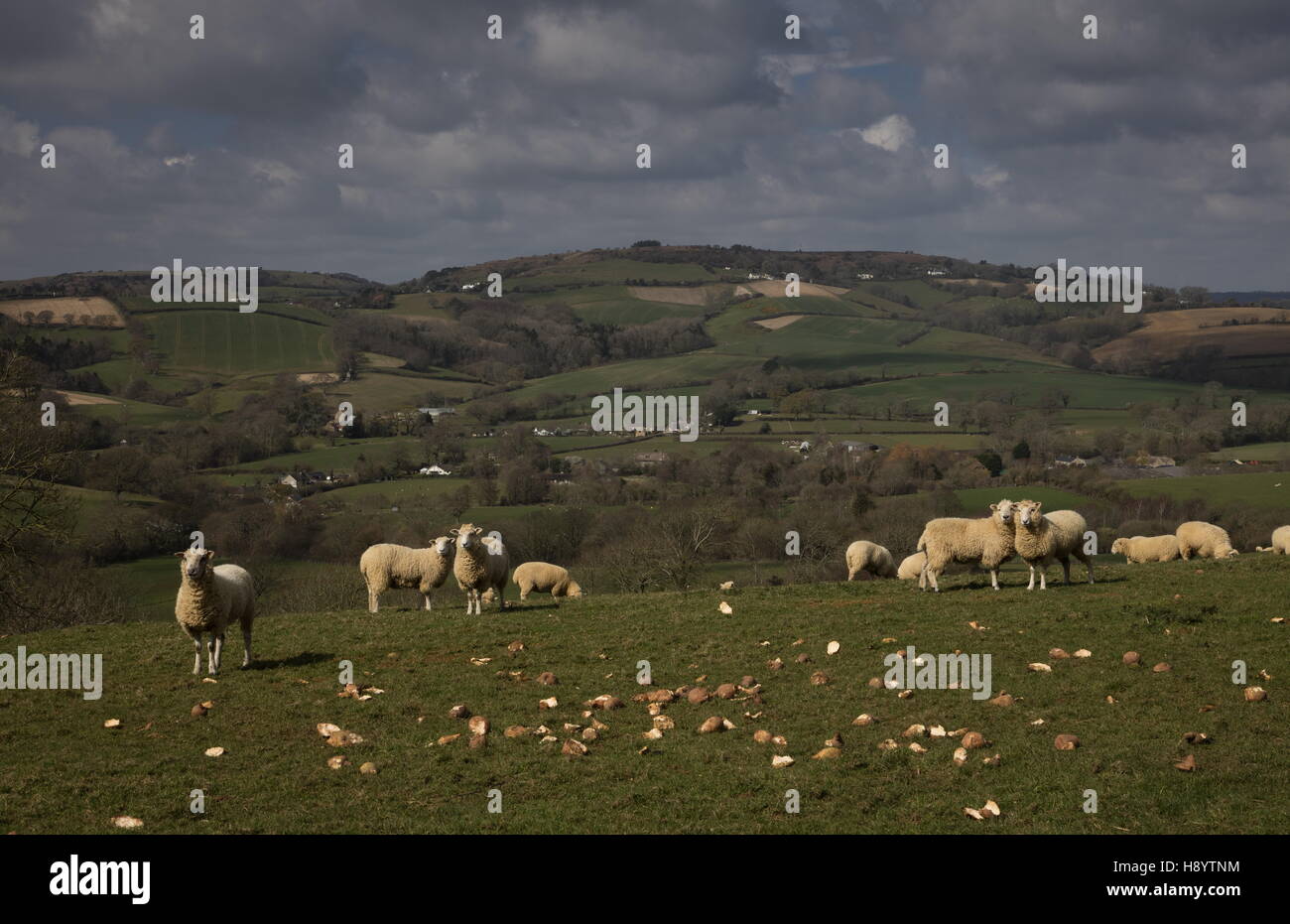 Il Dorset pecore alimentare nei campi al di sopra del Nord Chideock, West Dorset Foto Stock