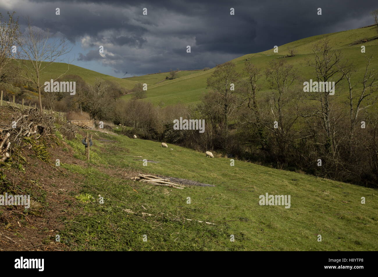 Loscombe La Riserva Naturale Valle (Dorset Wildlife Trust), il West Dorset. Foto Stock