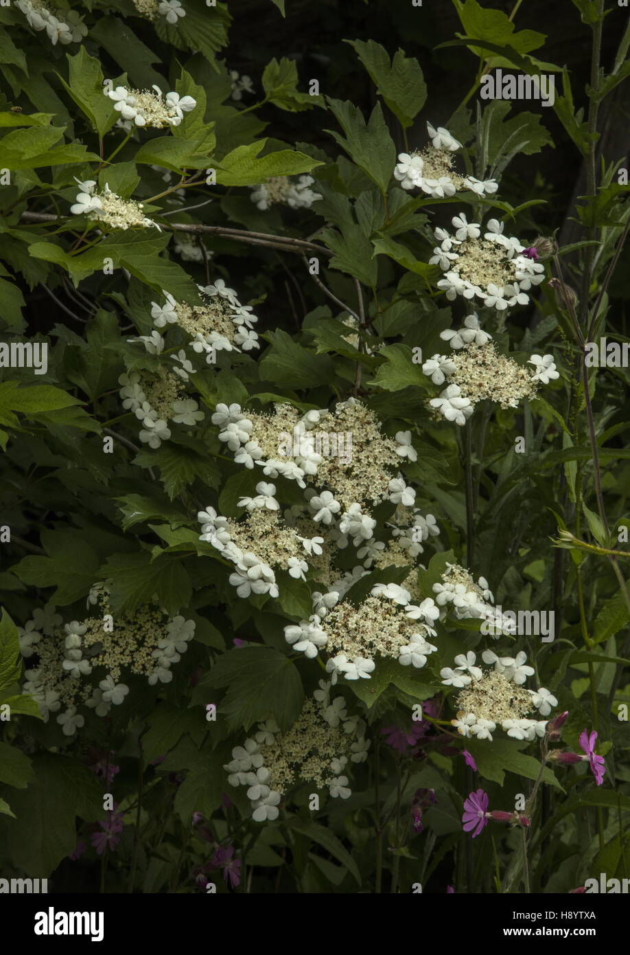 Viburno Rose, Viburnum opulus, in fiore in hedge. Il Dorset. Foto Stock