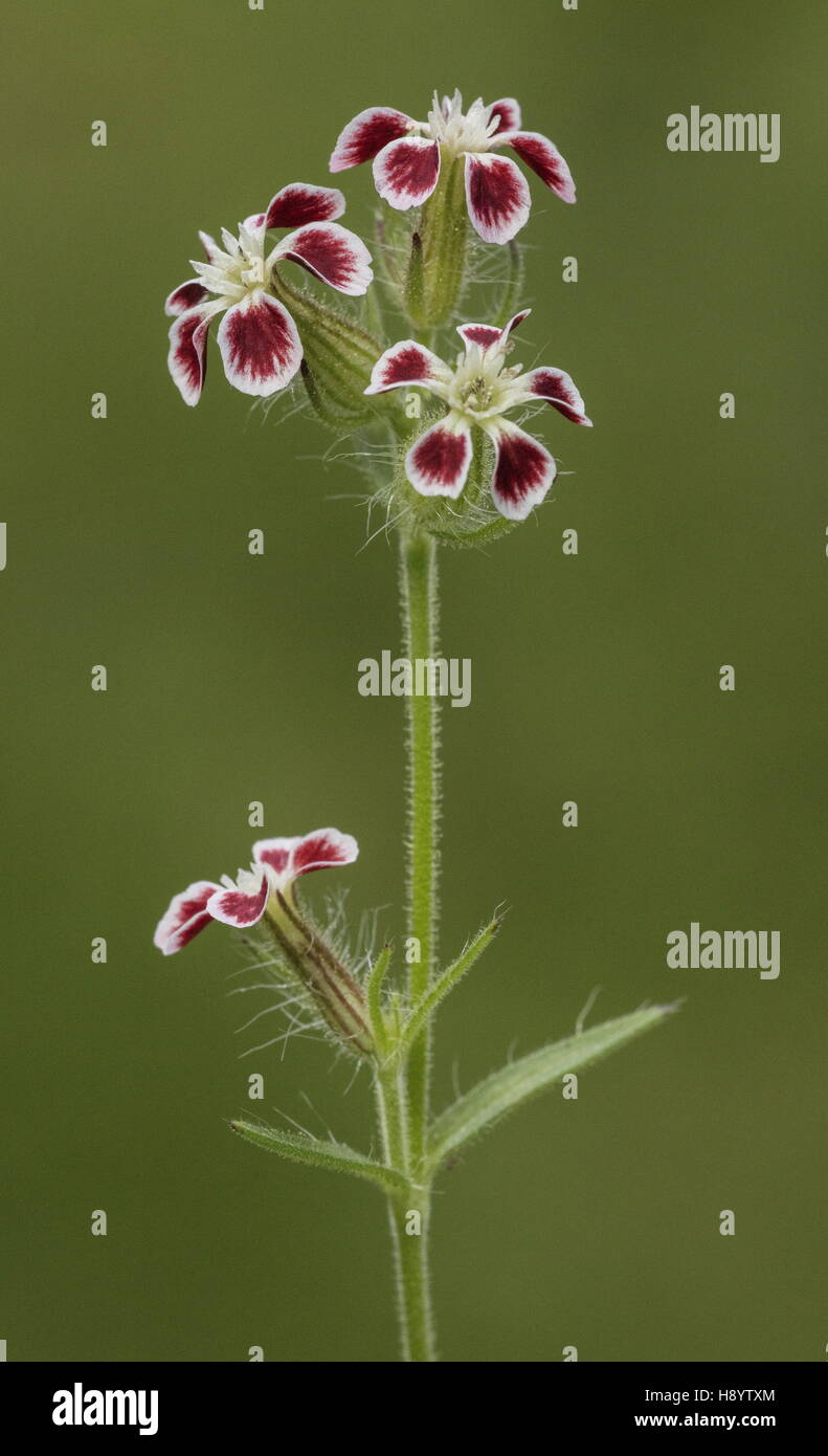 Piccolo-catchfly fiorito, Silene gallica - pezzata di rosso, di forma in fiore. Il Dorset. Foto Stock