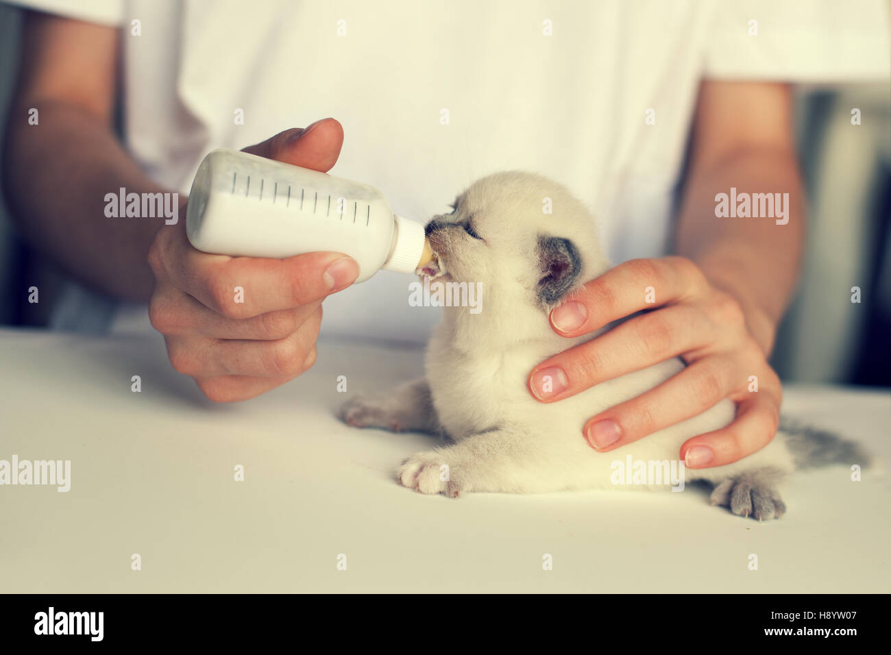 Alimentazione poco gattino con installatore di latte Foto Stock