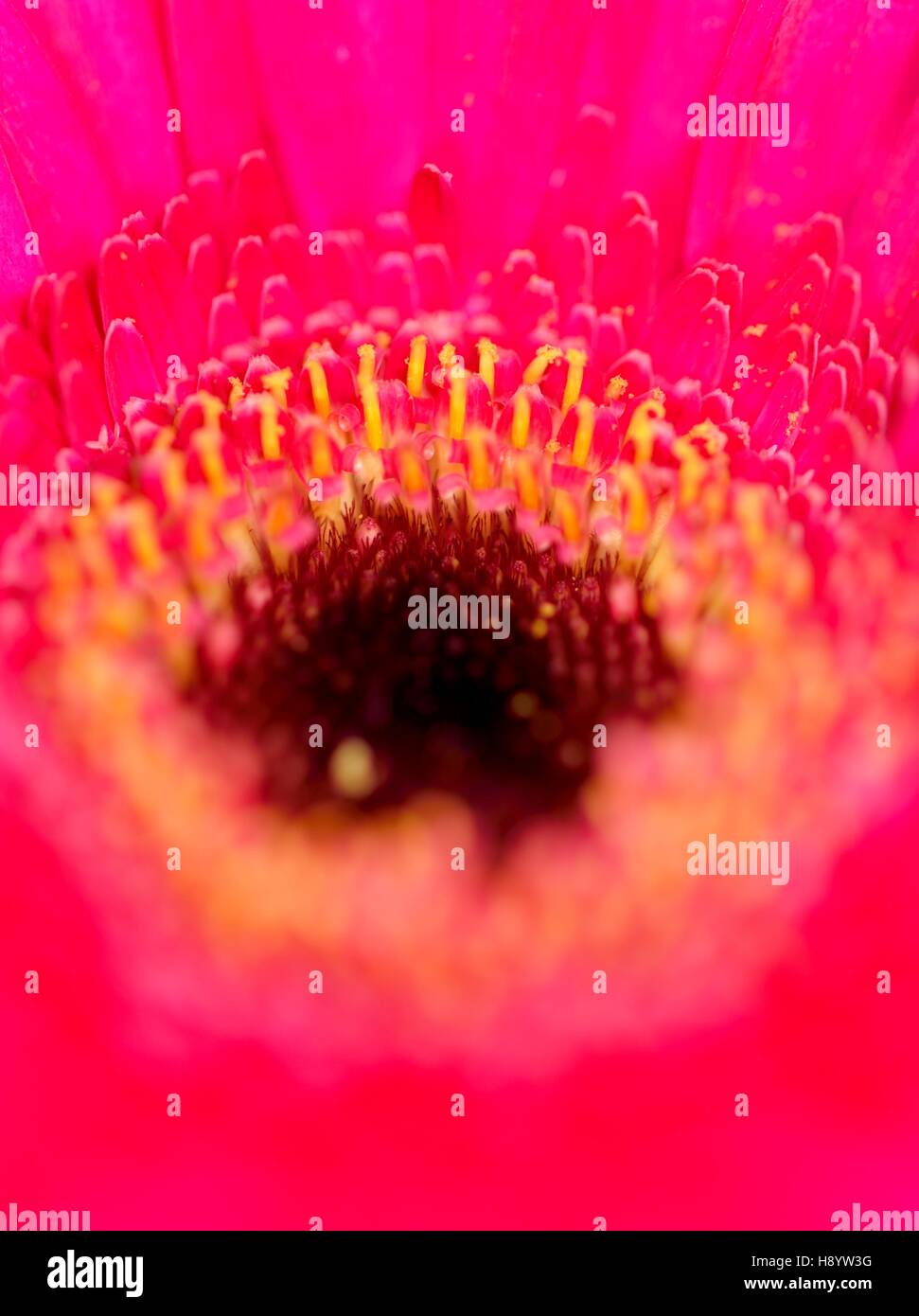 Un fiore rosa close up macro Foto Stock