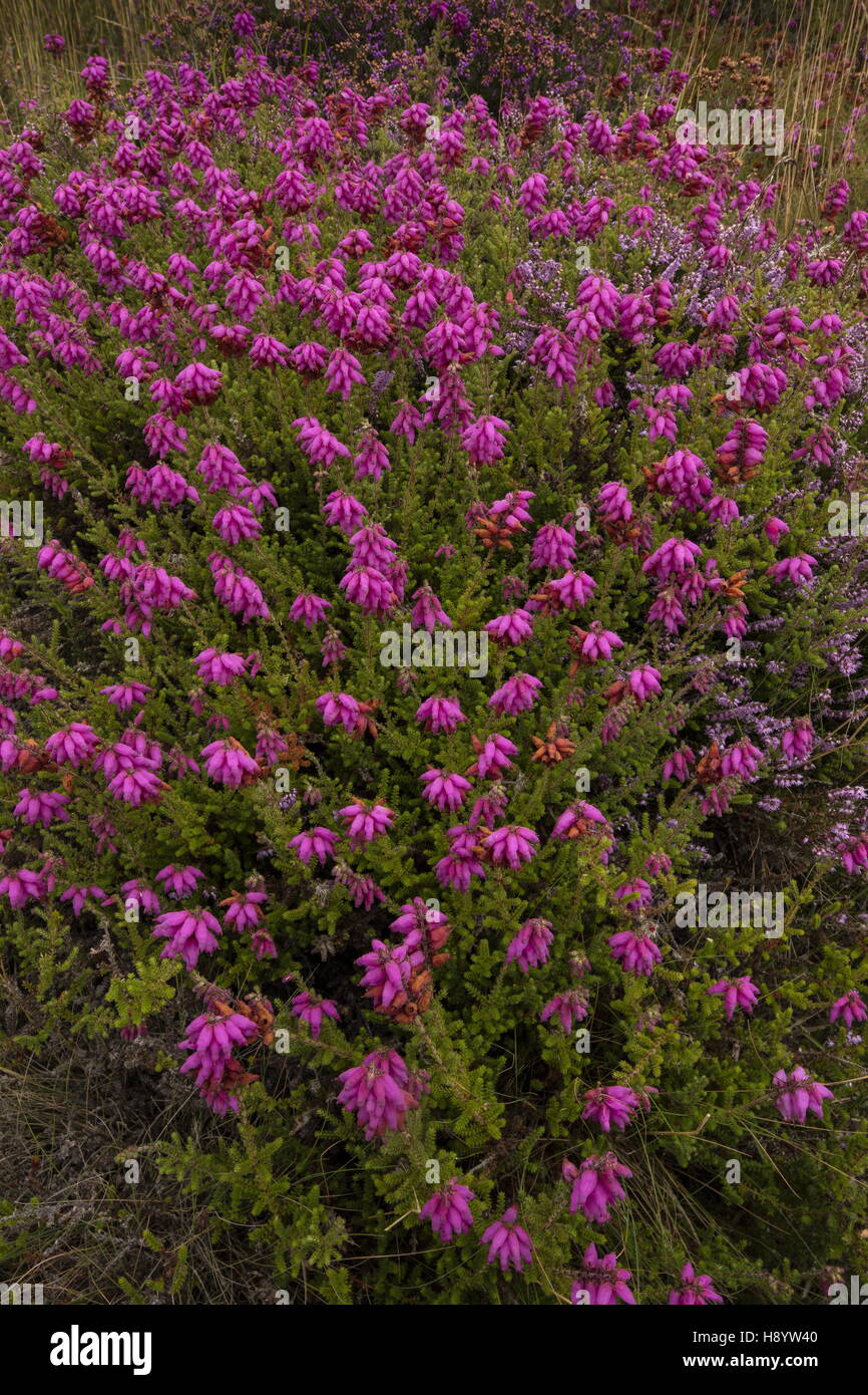 Il Dorset Heath, Erica ciliaris a Hartland Moor, Dorset Foto Stock