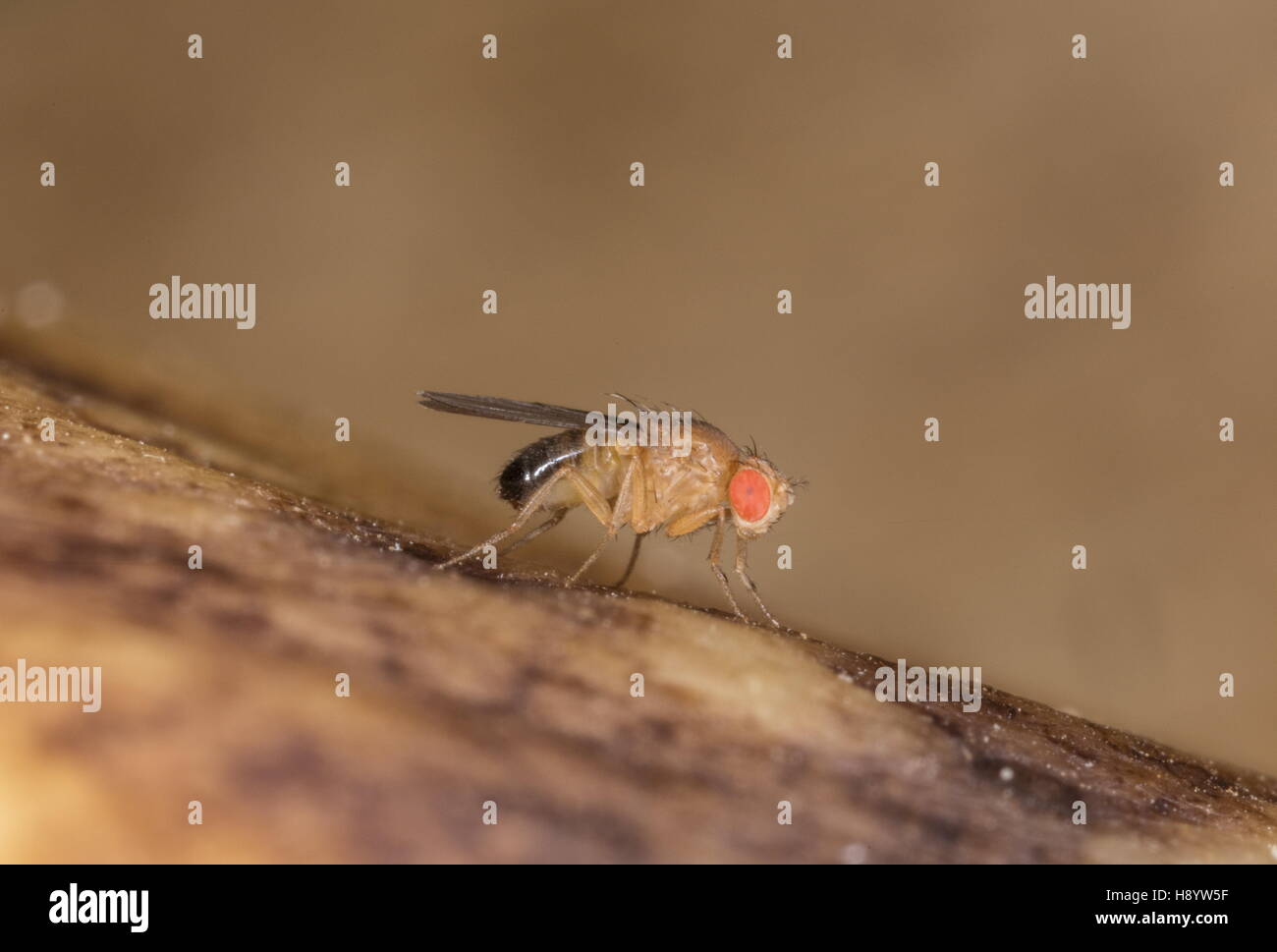 Comune maschio mosca della frutta, Drosophila melanogaster, sul marciume banane. Foto Stock