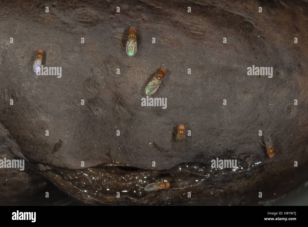 Comune di mosche di frutta, Drosophila melanogaster, sul marciume banane. Foto Stock