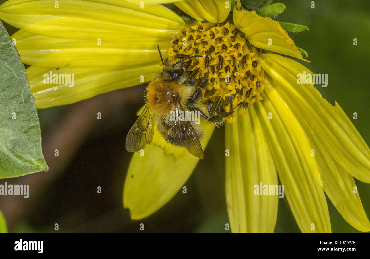 Carda comune Bumblebee, Bombus pascuorum visitando il giardino fiorito . Il Dorset. Foto Stock