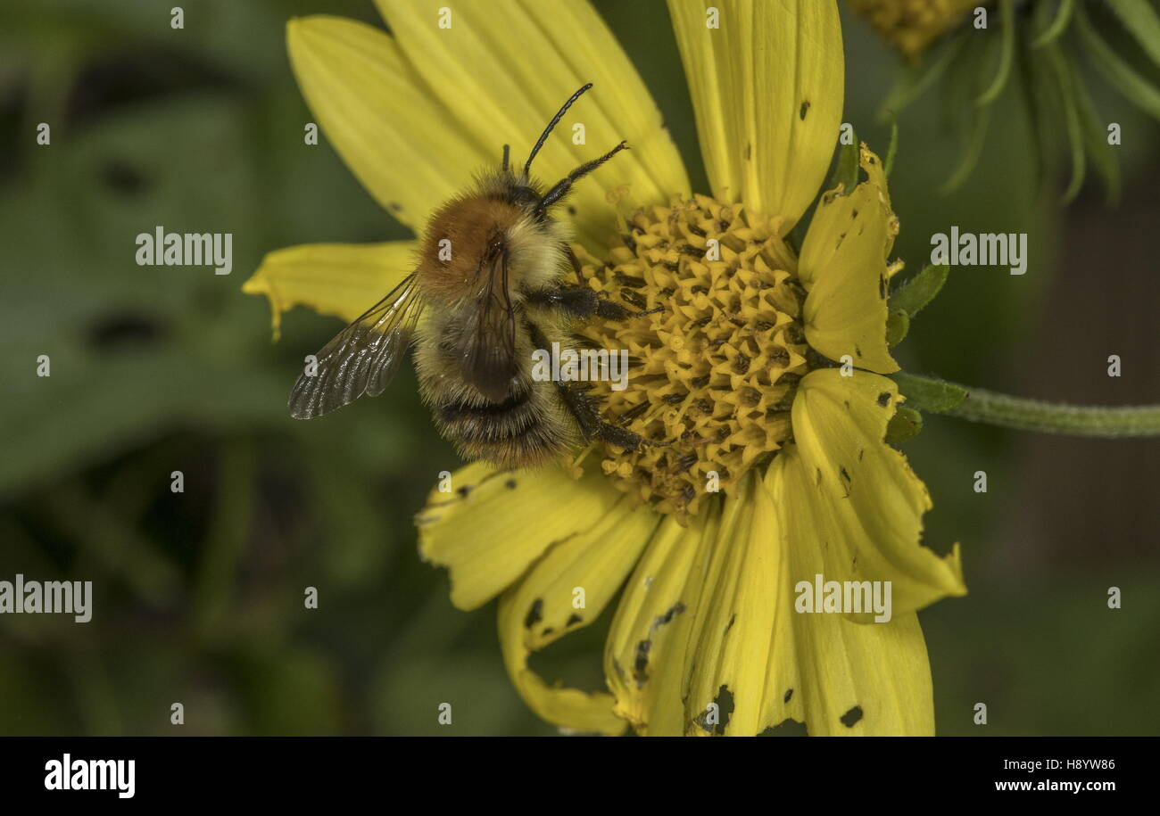 Carda comune Bumblebee, Bombus pascuorum visitando il giardino fiorito . Il Dorset. Foto Stock