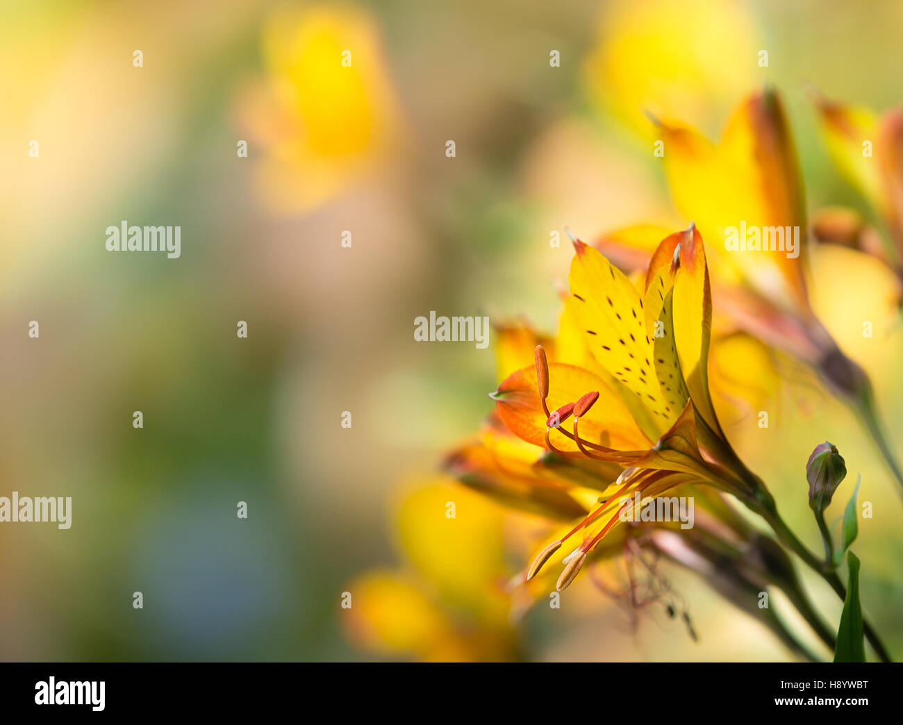 Giallo Giglio peruviano (Alstroemeria aurea) Fiori Foto Stock