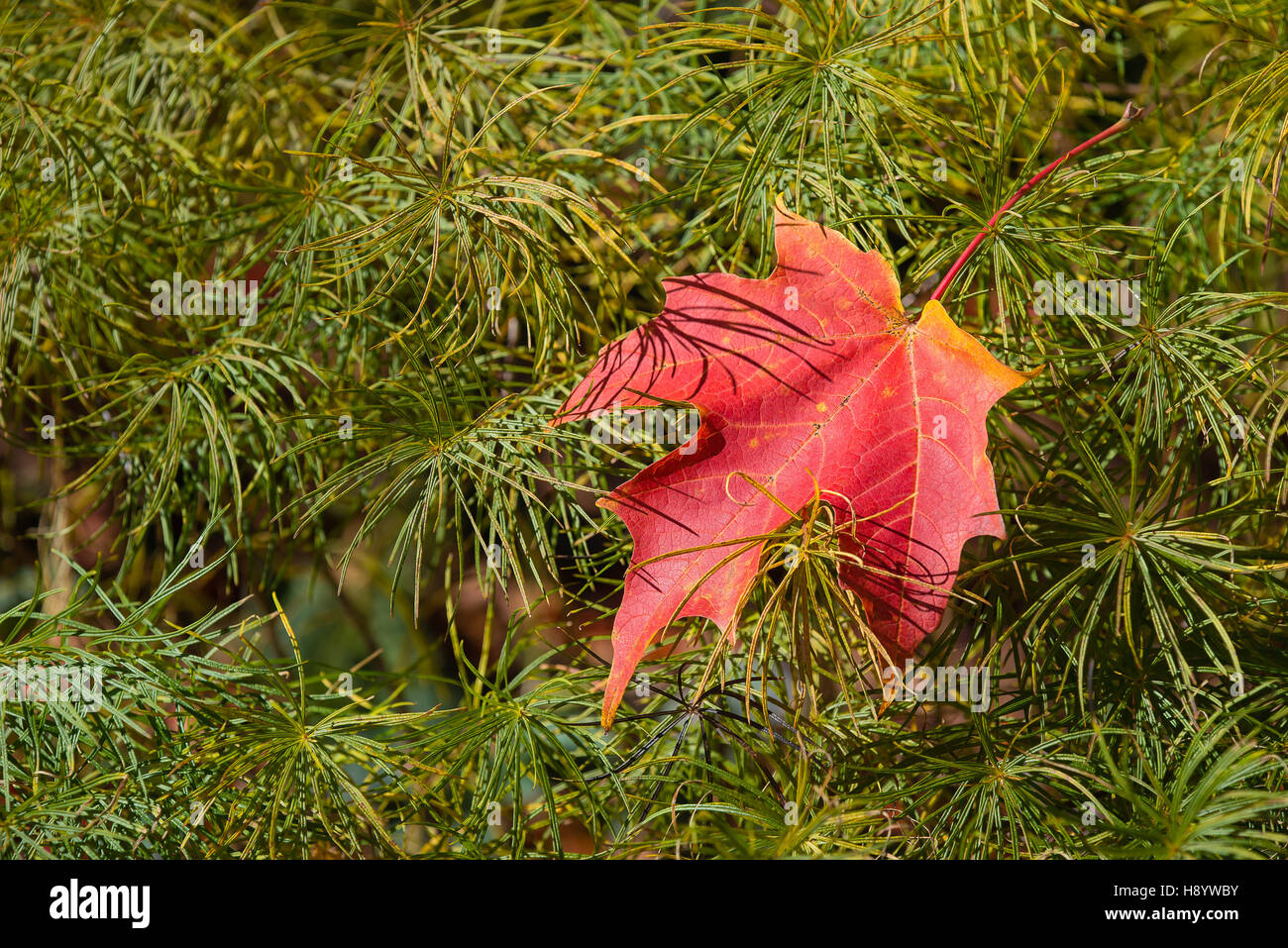Red maple leaf caduto su pino rami in autunno Foto Stock