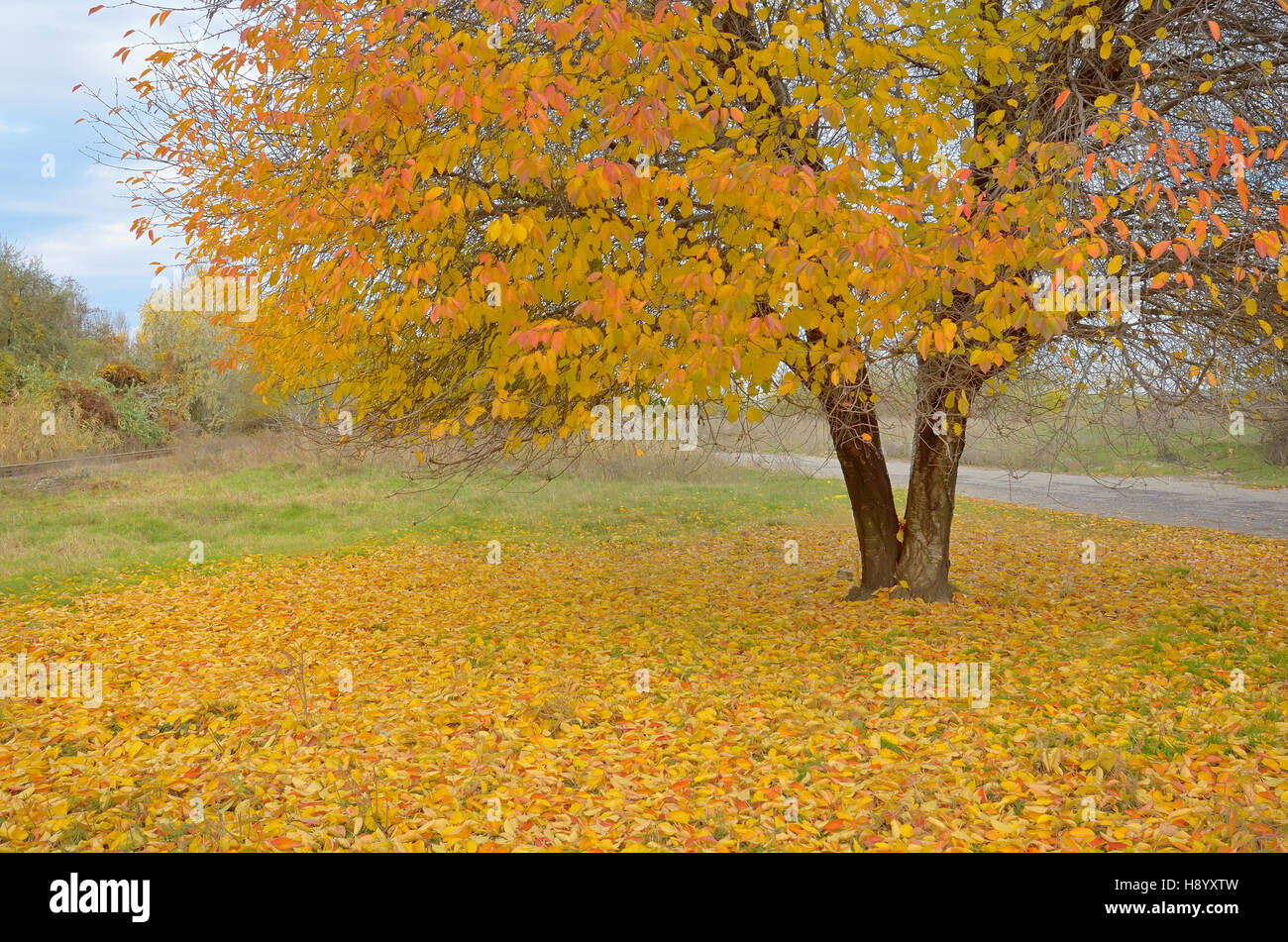 Lonely bellissima autumn tree e caduta foglie Foto Stock