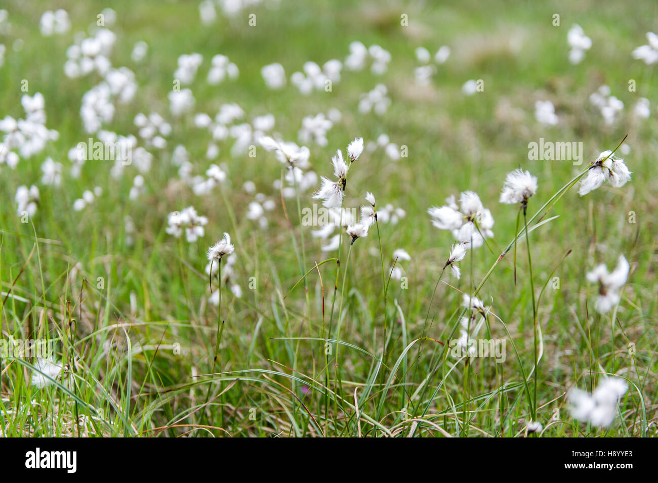 Bog cotone, Cottongrass comune, nome scientifico: Eriphorum angustifolium, West Cork, Irlanda. Foto Stock