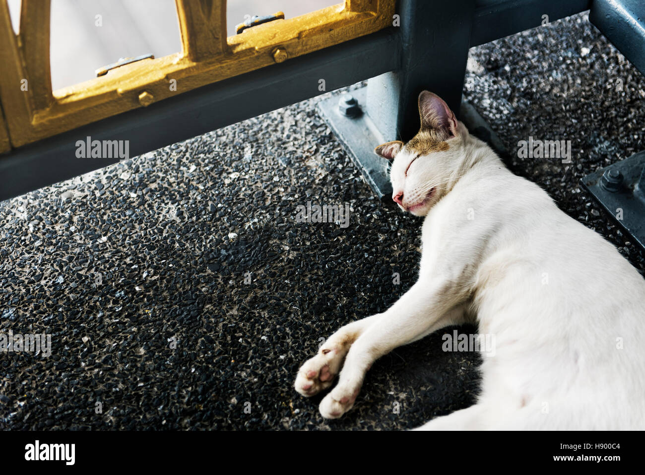 Cat amante degli animali il concetto del sonno Foto Stock