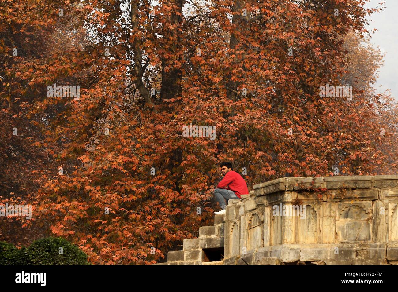 Srinagar, Indiano-controllato del Kashmir. 17 Nov, 2016. Un uomo del Kashmir si siede in un-Mughal era fiancheggiata da giardino con alberi di chinar nella periferia di Srinagar, capitale estiva di Indiano-Kashmir controllata, nov. 17, 2016. Con l'arrivo dell'autunno, la valle del Kashmir diventa molto bello con alberi di chinar girando di Auburn. Credito: Javed Dar/Xinhua/Alamy Live News Foto Stock