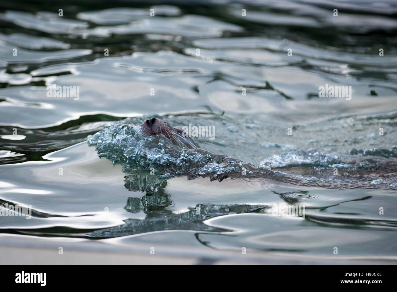 Lo Zoo Whipsnade, Dunstable, Regno Unito. Il 10 gennaio 2017. Migliaia di animali vengono contate a ZSL Whipsnade Zoo come i custodi del giardino zoologico una marcia in più per il grande compito dell'anno - il 2017 annuale di constatazione. La casa di più di 3.300 animali, i detentori del Regno Unito il più grande zoo di stilare un bilancio di ciascuno e di ogni invertebrato, uccelli, pesci, mammiferi, rettili e anfibi. Andrew Walmsley/Alamy Live News Foto Stock