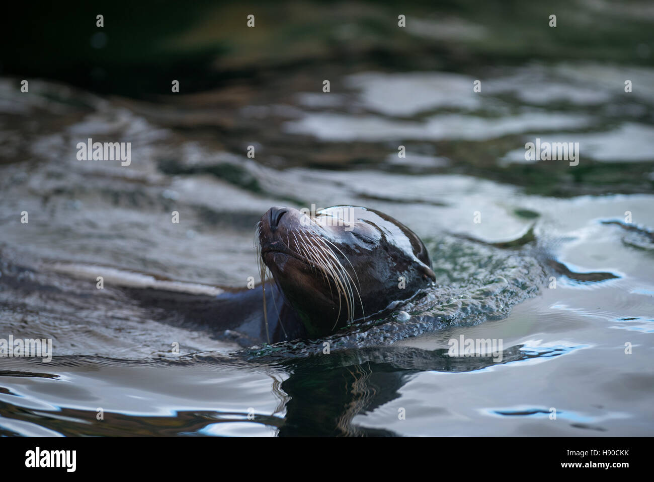 Lo Zoo Whipsnade, Dunstable, Regno Unito. Il 10 gennaio 2017. Migliaia di animali vengono contate a ZSL Whipsnade Zoo come i custodi del giardino zoologico una marcia in più per il grande compito dell'anno - il 2017 annuale di constatazione. La casa di più di 3.300 animali, i detentori del Regno Unito il più grande zoo di stilare un bilancio di ciascuno e di ogni invertebrato, uccelli, pesci, mammiferi, rettili e anfibi. Andrew Walmsley/Alamy Live News Foto Stock