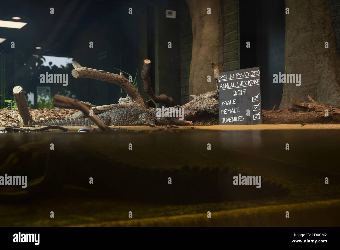 Lo Zoo Whipsnade, Dunstable, Regno Unito. Il 10 gennaio 2017. Migliaia di animali vengono contate a ZSL Whipsnade Zoo come i custodi del giardino zoologico una marcia in più per il grande compito dell'anno - il 2017 annuale di constatazione. La casa di più di 3.300 animali, i detentori del Regno Unito il più grande zoo di stilare un bilancio di ciascuno e di ogni invertebrato, uccelli, pesci, mammiferi, rettili e anfibi. Andrew Walmsley/Alamy Live News Foto Stock