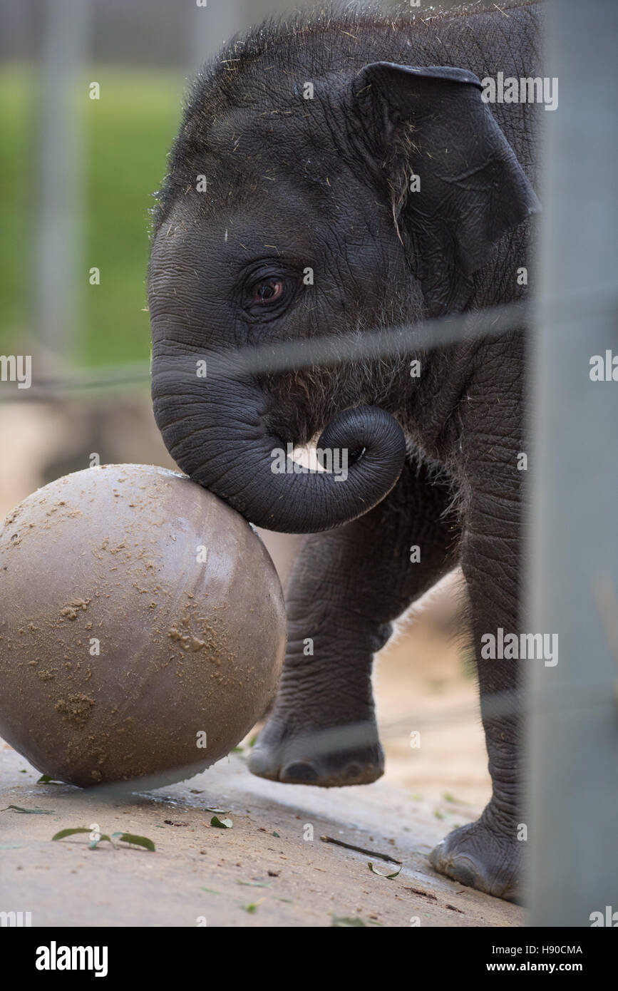 Lo Zoo Whipsnade, Dunstable, Regno Unito. Il 10 gennaio 2017. Migliaia di animali vengono contate a ZSL Whipsnade Zoo come i custodi del giardino zoologico una marcia in più per il grande compito dell'anno - il 2017 annuale di constatazione. La casa di più di 3.300 animali, i detentori del Regno Unito il più grande zoo di stilare un bilancio di ciascuno e di ogni invertebrato, uccelli, pesci, mammiferi, rettili e anfibi. Andrew Walmsley/Alamy Live News Foto Stock