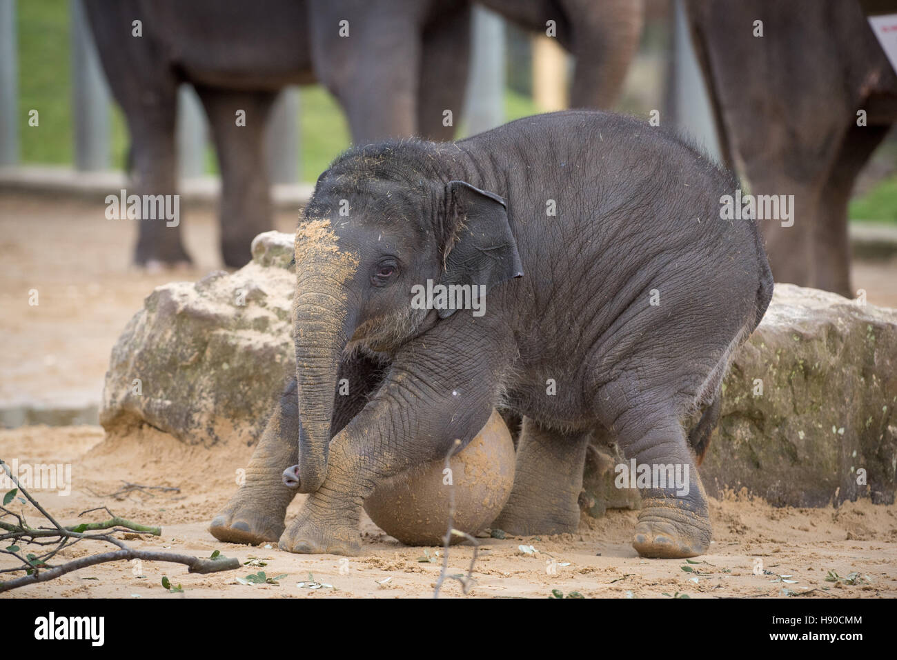 Lo Zoo Whipsnade, Dunstable, Regno Unito. Il 10 gennaio 2017. Migliaia di animali vengono contate a ZSL Whipsnade Zoo come i custodi del giardino zoologico una marcia in più per il grande compito dell'anno - il 2017 annuale di constatazione. La casa di più di 3.300 animali, i detentori del Regno Unito il più grande zoo di stilare un bilancio di ciascuno e di ogni invertebrato, uccelli, pesci, mammiferi, rettili e anfibi. Andrew Walmsley/Alamy Live News Foto Stock