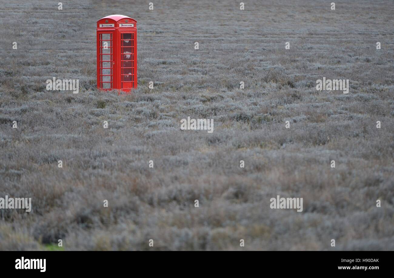 Telefono rosso scatola in un campo di lavanda, Mayfield Lavanda, Surrey Foto Stock