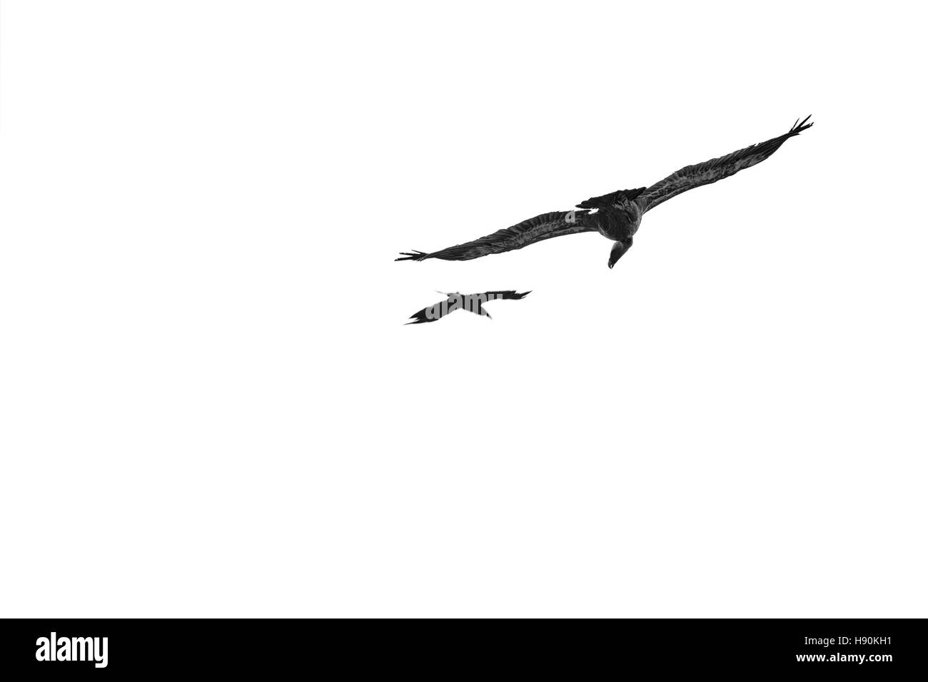 Gli avvoltoi volare in karpin abentura, Carranza - Karrantza, Vizcaya - Bizkaia. Spagna, Europa Foto Stock