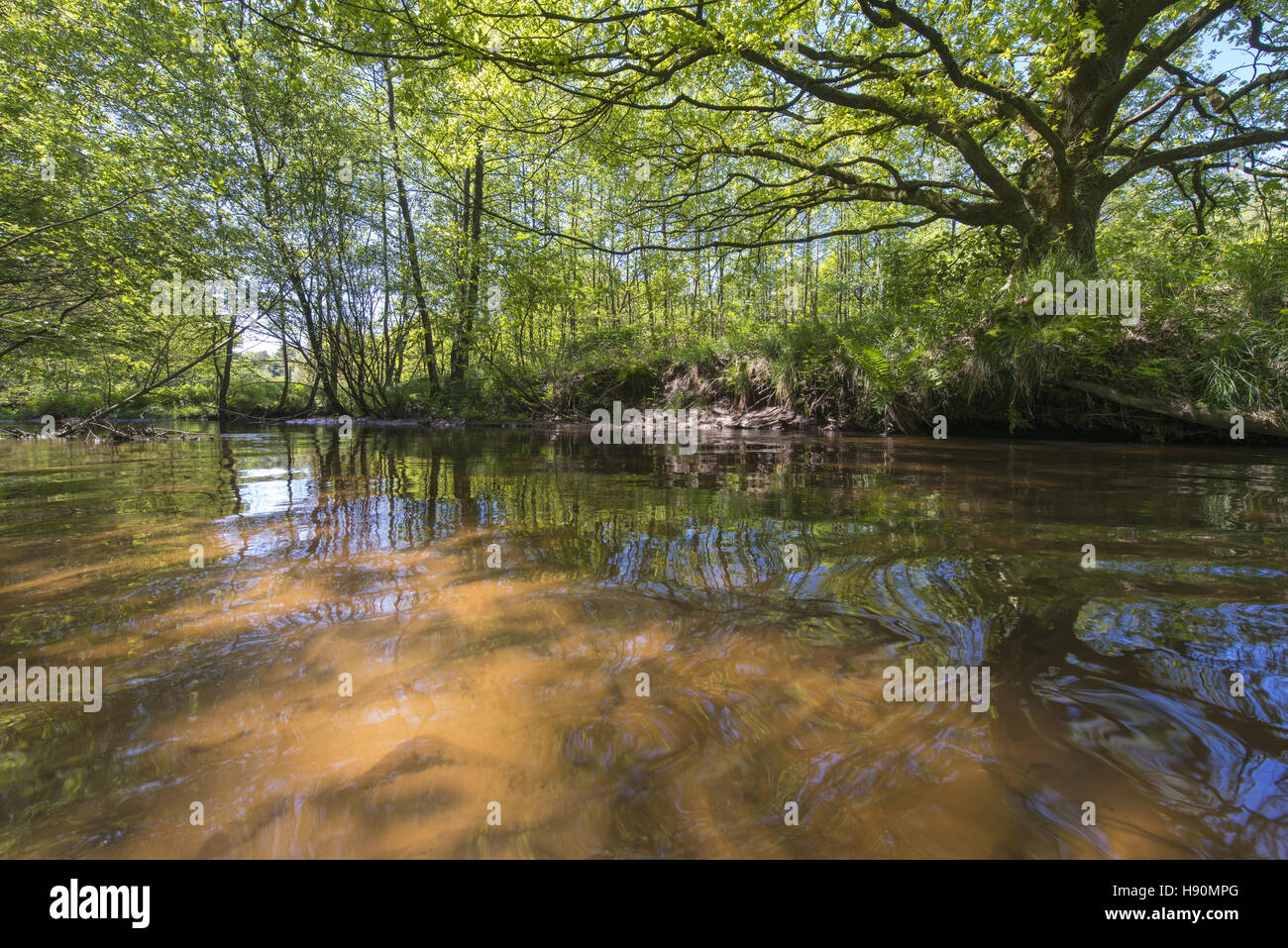Visbeker aue, visbek, vechta distretto, oldenburg münsterland, Bassa Sassonia, Germania Foto Stock