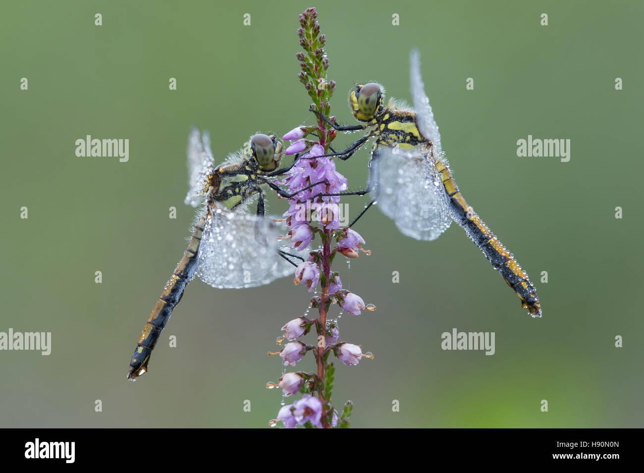 Nero (darters sympetrum danae) su comuni heather, Bassa Sassonia, Germania Foto Stock