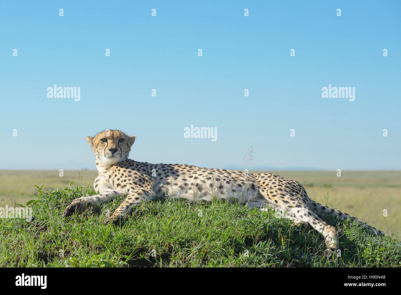 Ghepardo (Acinonix jubatus) disteso su di una collina nella savana, vicino, il Masai Mara riserva nazionale, Kenya Foto Stock