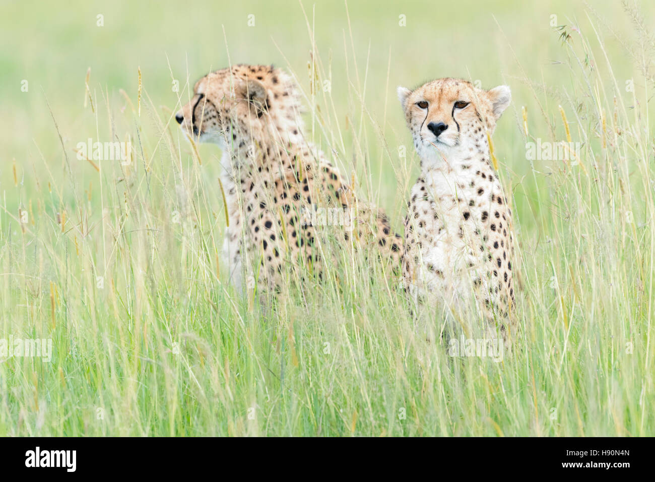 Due ghepardo (Acinonix jubatus) seduti sulla savana, il Masai Mara riserva nazionale, Kenya Foto Stock Due ghepardo (Acinonix jubatus) seduti sulla savana, il Masai Mara riserva nazionale, Kenya Foto Stock
