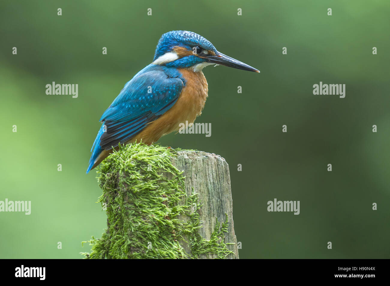 Comune di kingfisher, Alcedo atthis, Bad Iburg, Bassa Sassonia, Germania Foto Stock