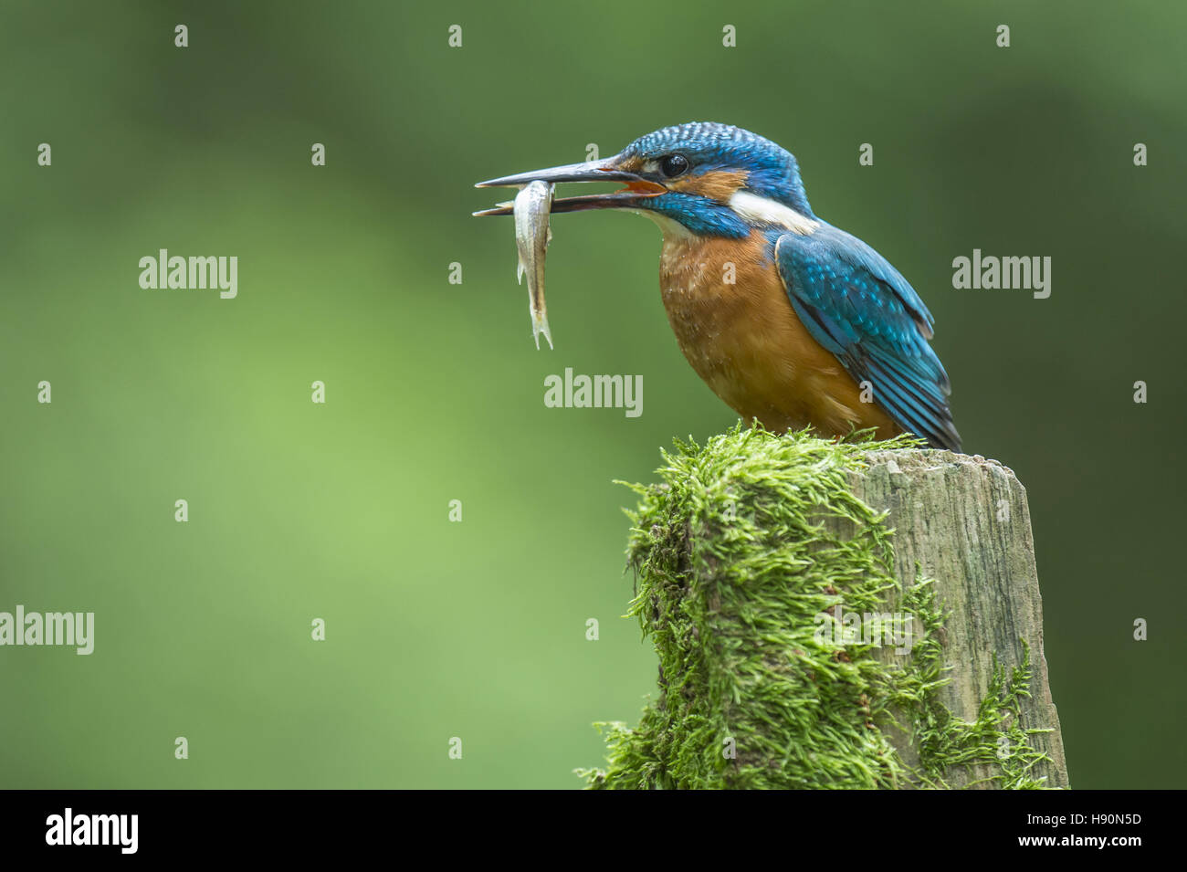 Comune di kingfisher, Alcedo atthis, Bad Iburg, Bassa Sassonia, Germania Foto Stock