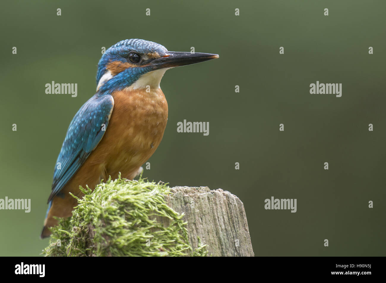 Comune di kingfisher, Alcedo atthis, Bad Iburg, Bassa Sassonia, Germania Foto Stock