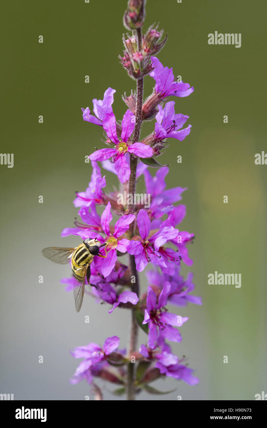 Hoverfly (syrphidae) su purple loosestrife (Lythrum salicaria), varnescher fischteiche, goldenstedt, vechta distretto, Bassa Sassonia, Germania Foto Stock
