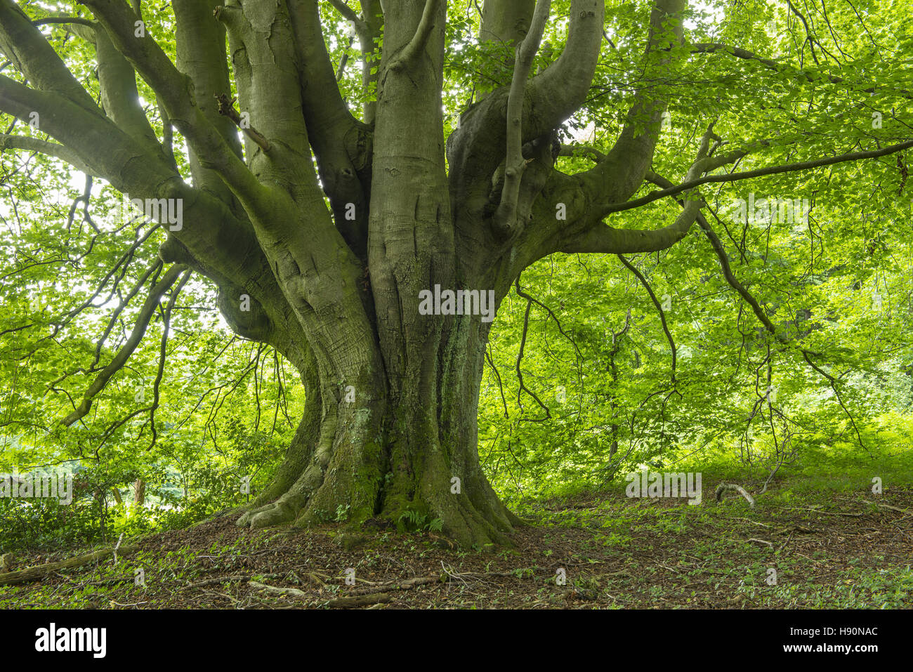 Foresta di faggio, Foresta Turingia, Bassa Sassonia, Germania Foto Stock