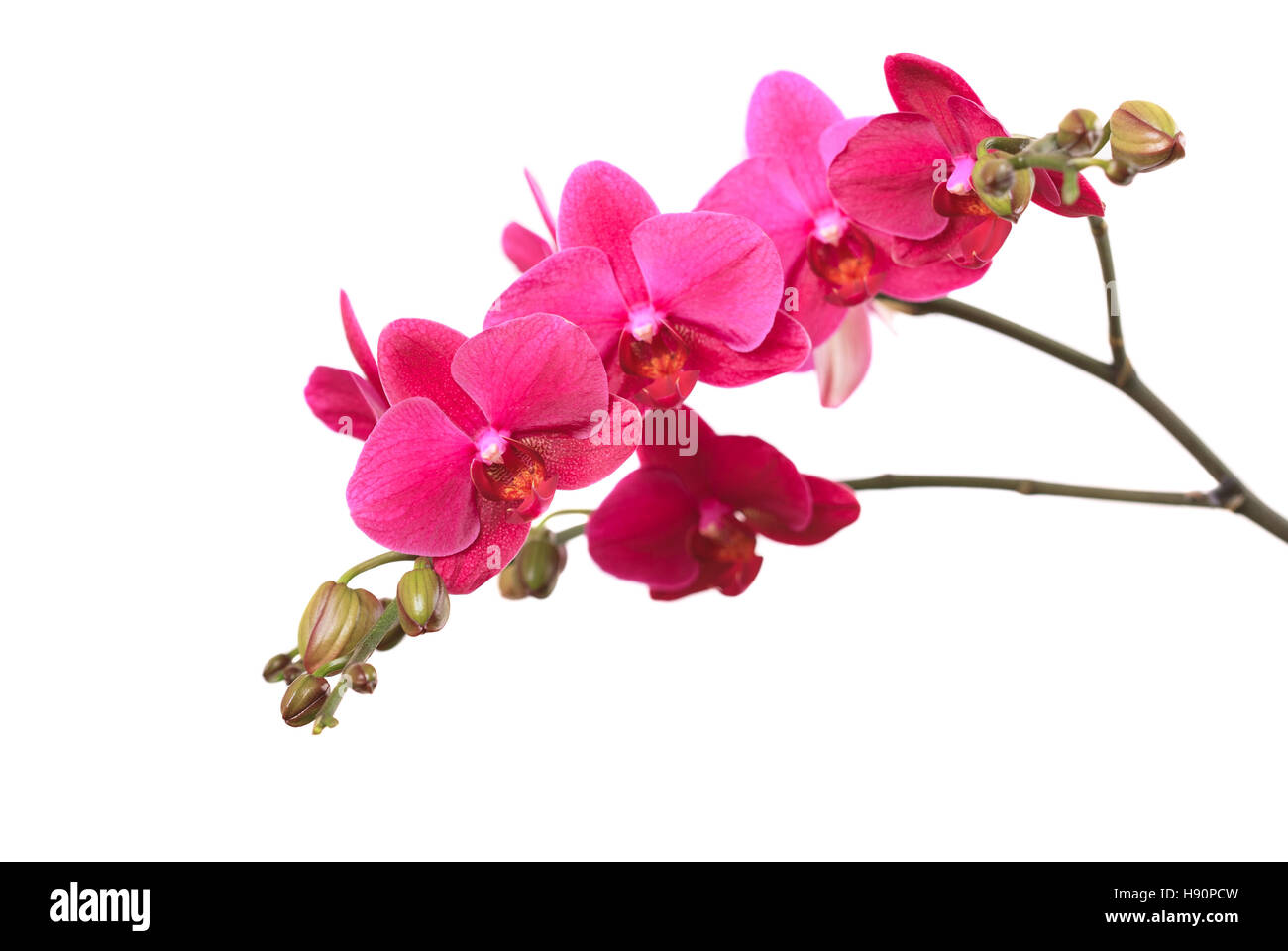 Ramo di orchidea viola isolato su sfondo bianco close up Foto Stock