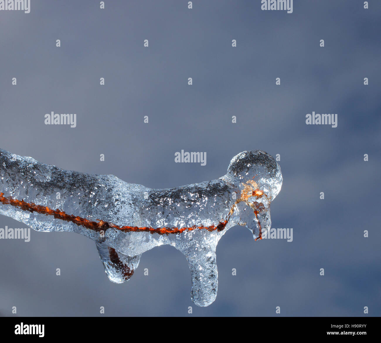 Sottile ramo di albero coperto di ghiaccio dopo una tempesta Foto Stock