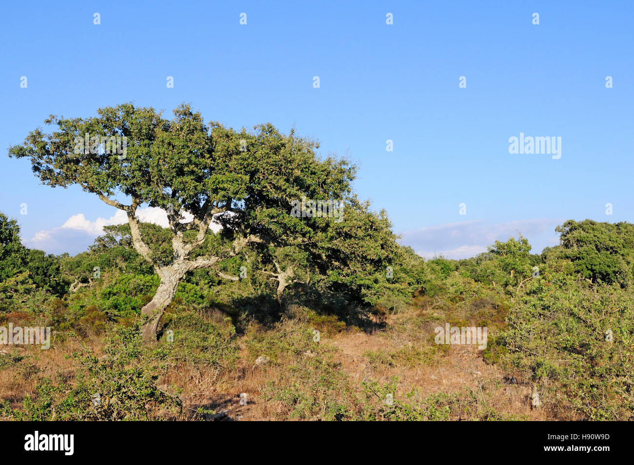 Cork Oak vicino a Pauli Piccia, Giara di Gesturi altopiano basaltico, Medio Campidano Provincia, Sardegna, Italia Foto Stock