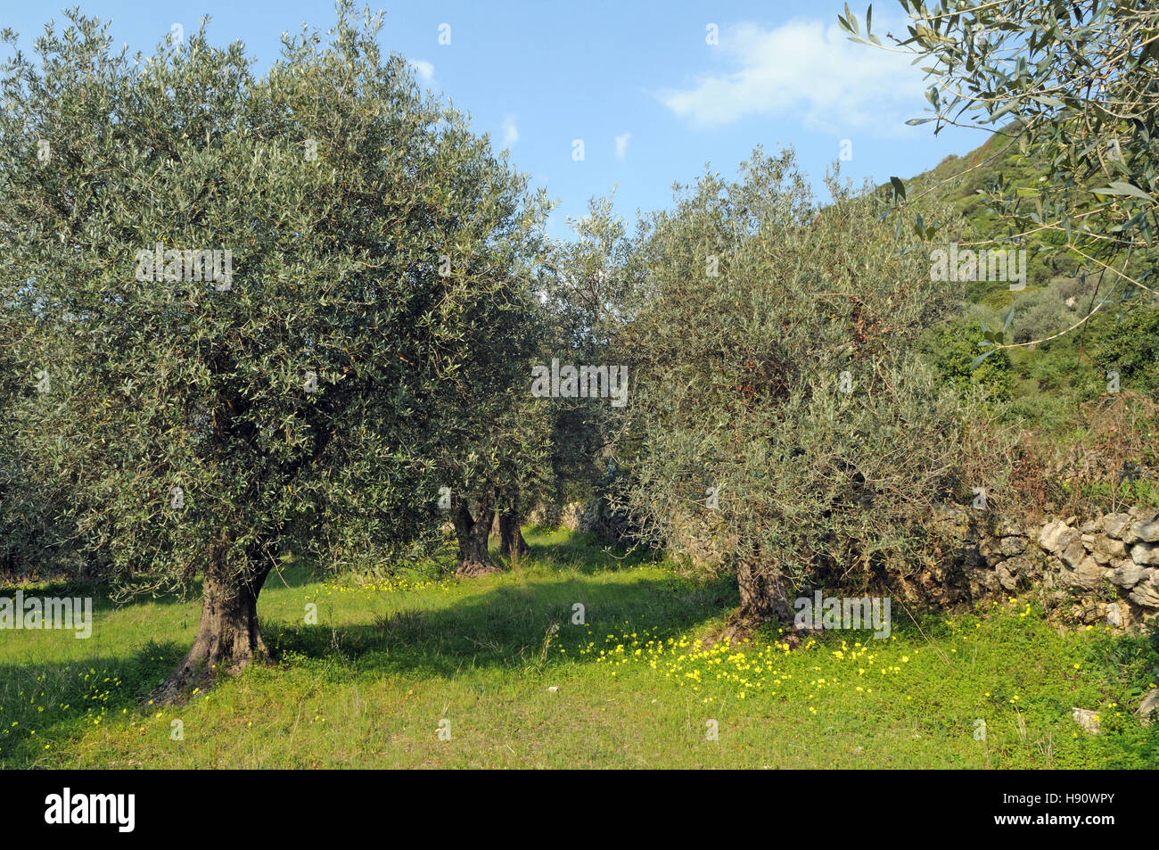 Campo di ulivi, Modolo, distretto di Oristano, Sardegna, Italia Foto Stock