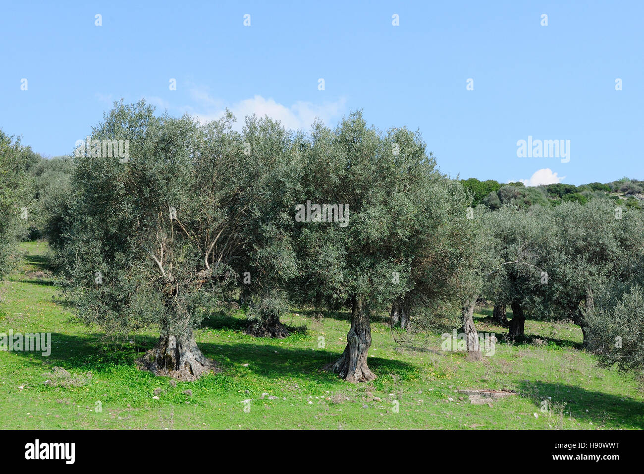 Campo di ulivi, Cuglieri, distretto di Oristano, Sardegna, Italia Foto Stock