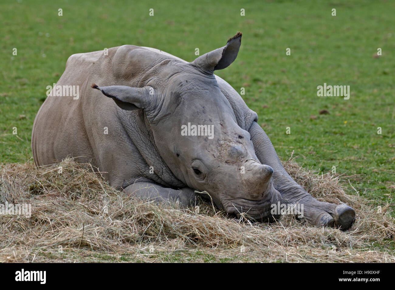 Rinoceronte bianco del sud (Ceratotherium simum simum) di vitello, Cotswold Wildlife Park, Oxfordshire Foto Stock