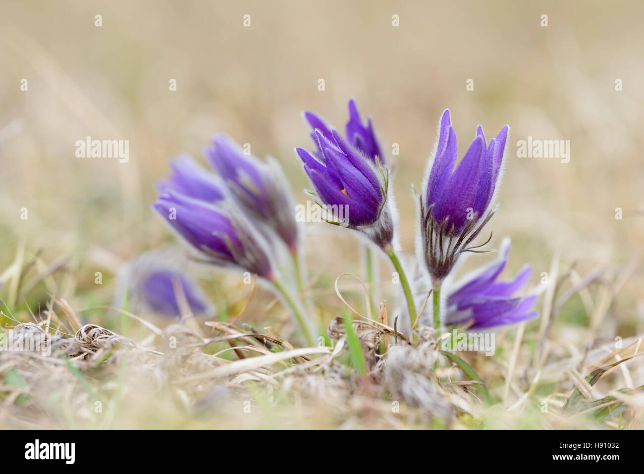 Gewoehnliche Kuechenschellen, Pulsatilla vulgaris, "Pasque flower Foto Stock