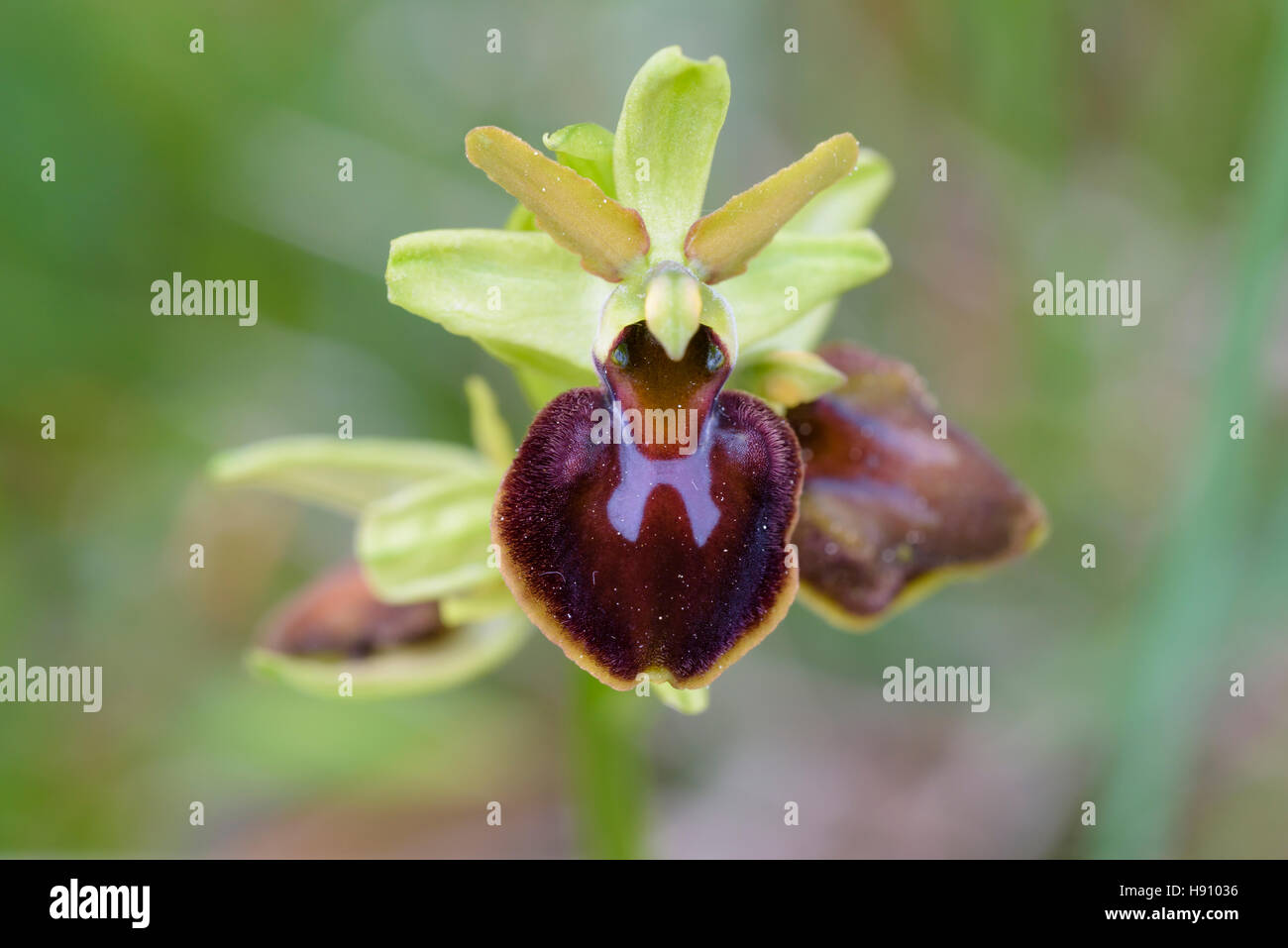 Grosse Spinnen Ragwurz, Ophrys sphegodes, inizio Spider Orchid Foto Stock