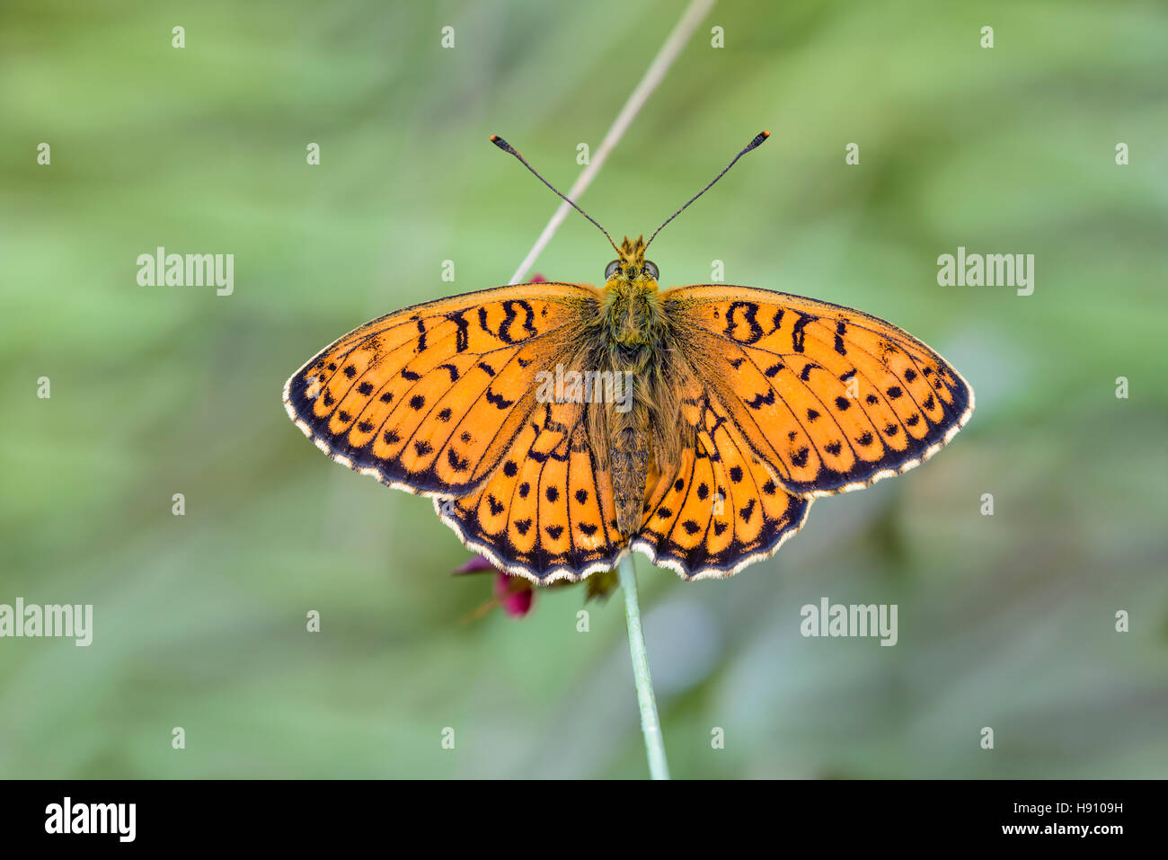 Saumfleck Perlmuttfalter, Brenthis hecate, twin-fritillary spot Foto Stock