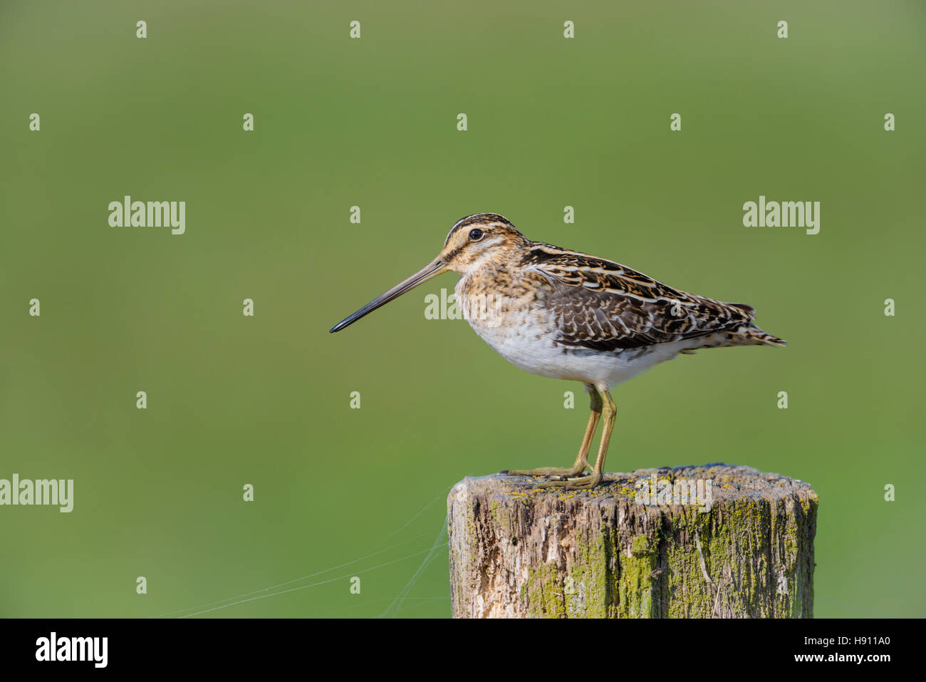 Bekassine, Gallinago gallinago, Beccaccino Foto Stock